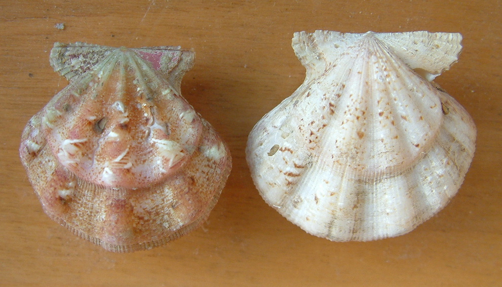 Famiglia Pectinidae